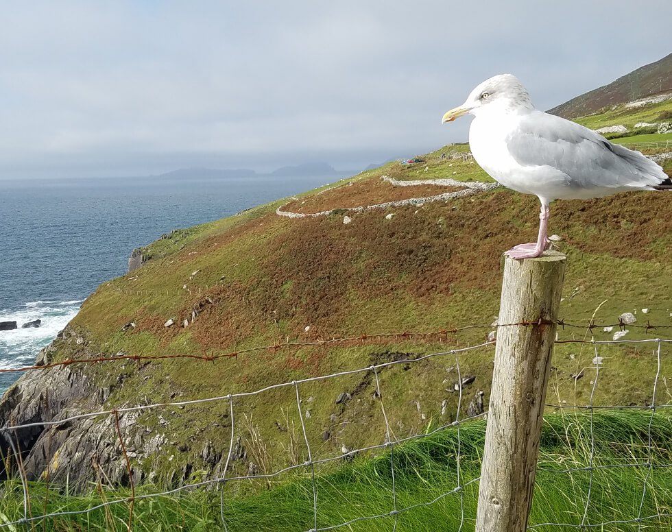 Seagull Near the Coast of Dingle