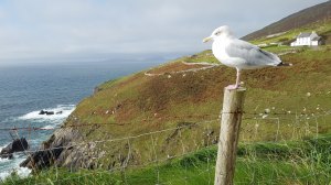 Seagull Near the Coast of Dingle