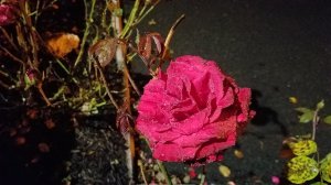 Rose with water droplets