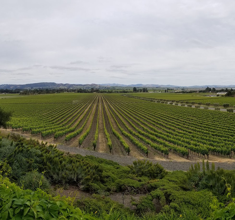 Wine Fields