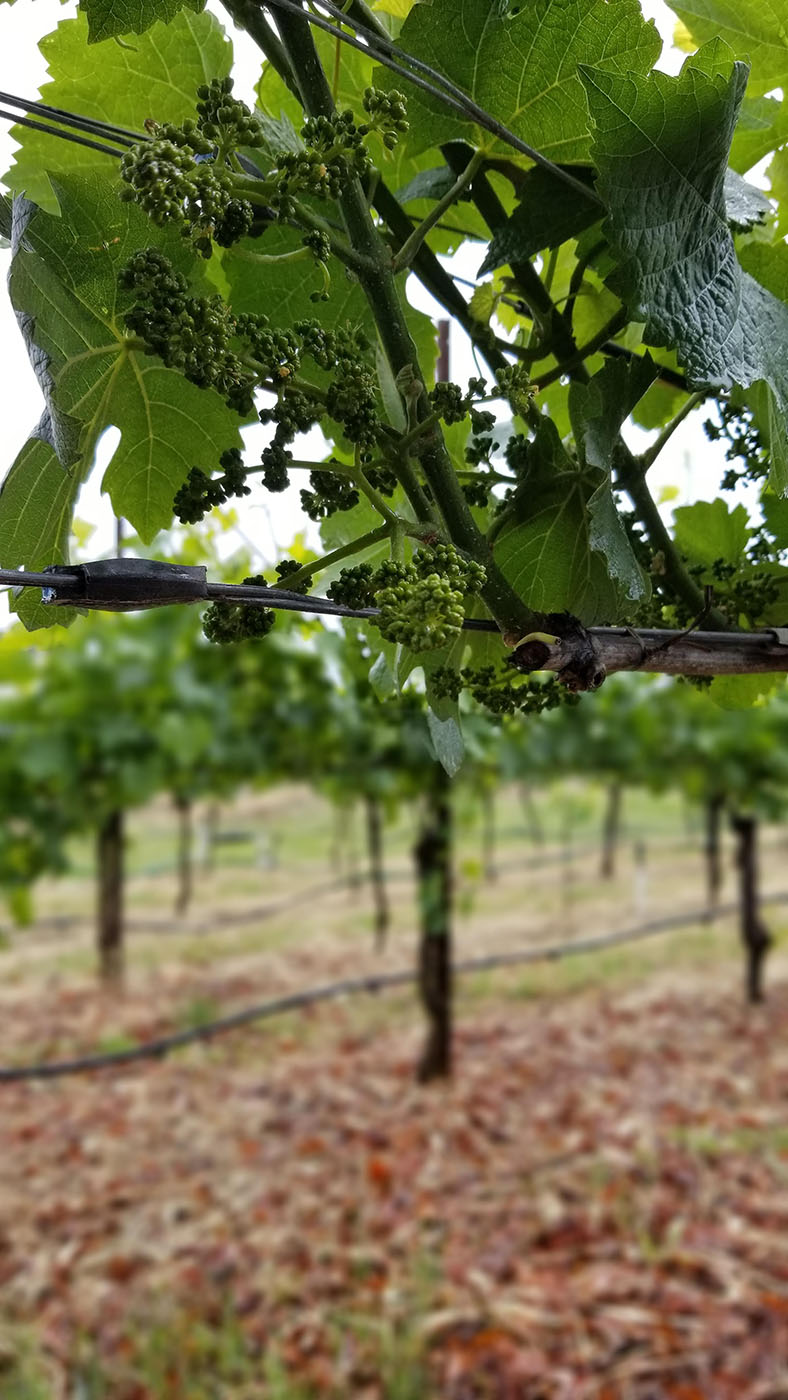 young grapes at Martin Ray winery