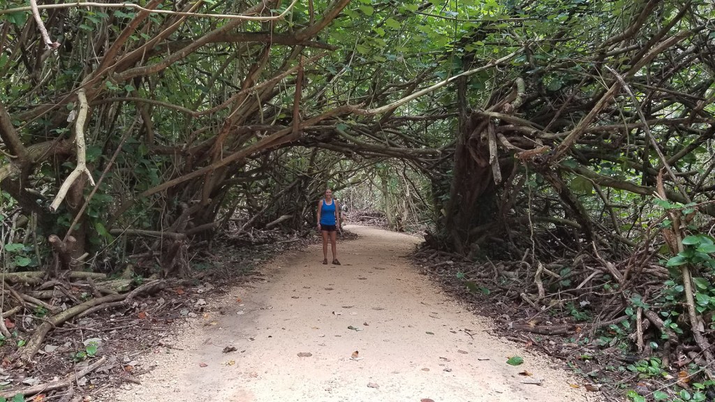 Kalalau Trail tunnel of trees