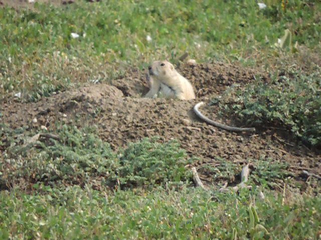 A prairie dog peeking out its hole in the Black Hills