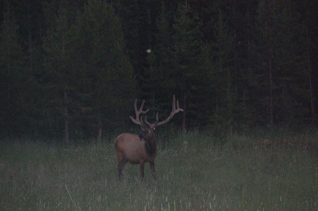 An elk at night