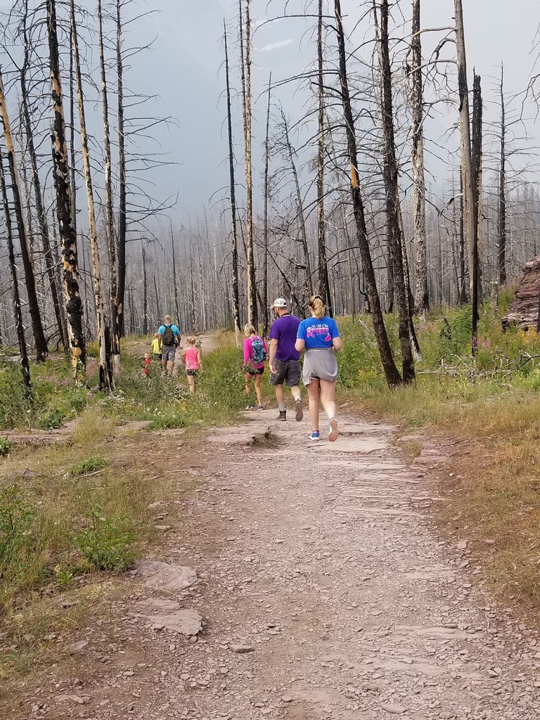 A hiking path through burnt evergreen trees