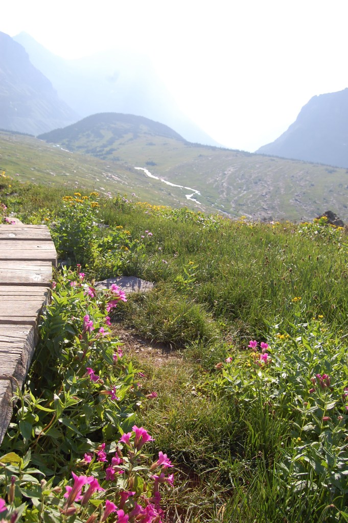 Boardwalk, wildflowers, and a stream