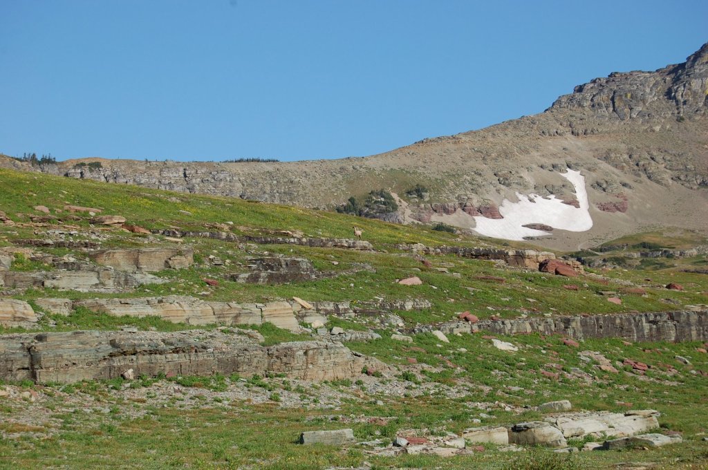 A ram walking along the rocks