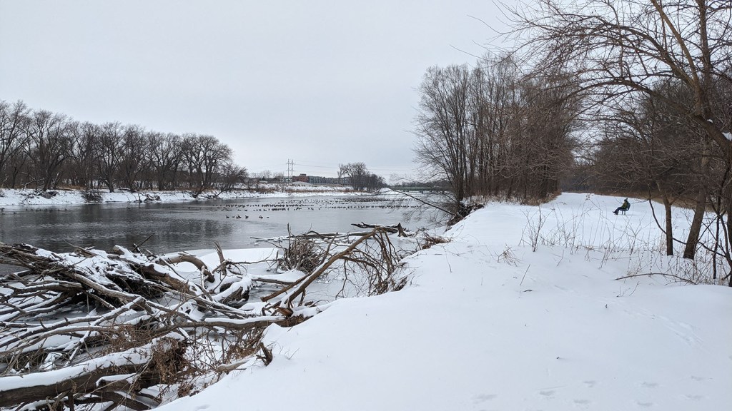 Snowy banks along a river filled with geese