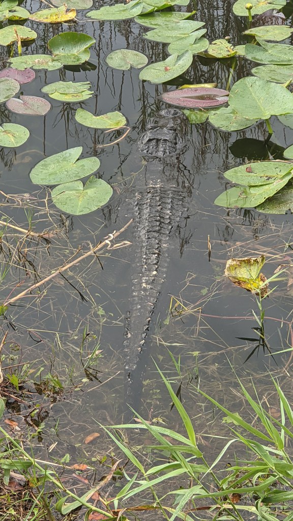 Alligator among lily pads