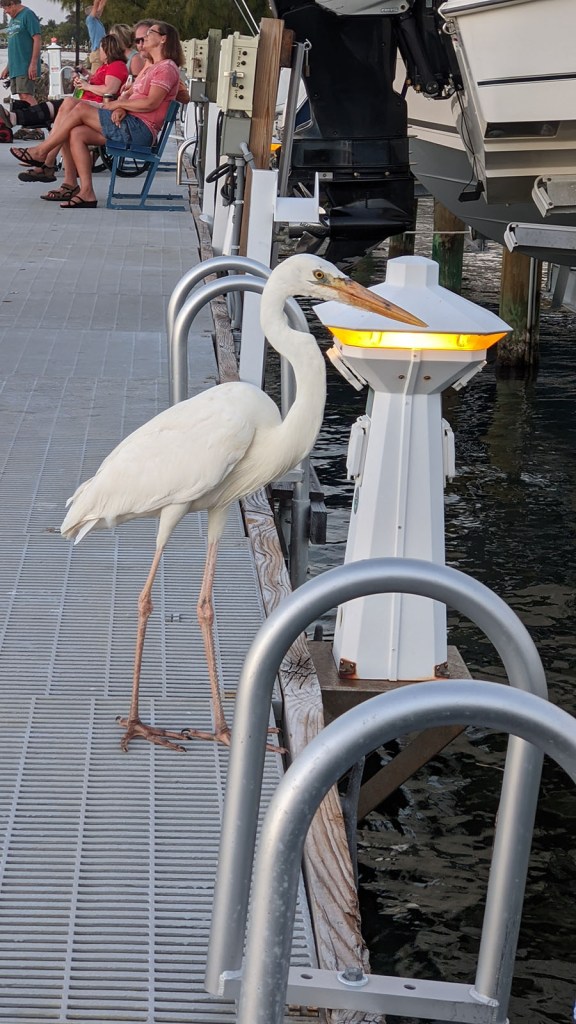 Large white bird on dock