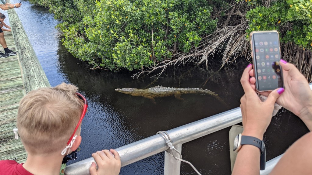 A group watching a large crocodile