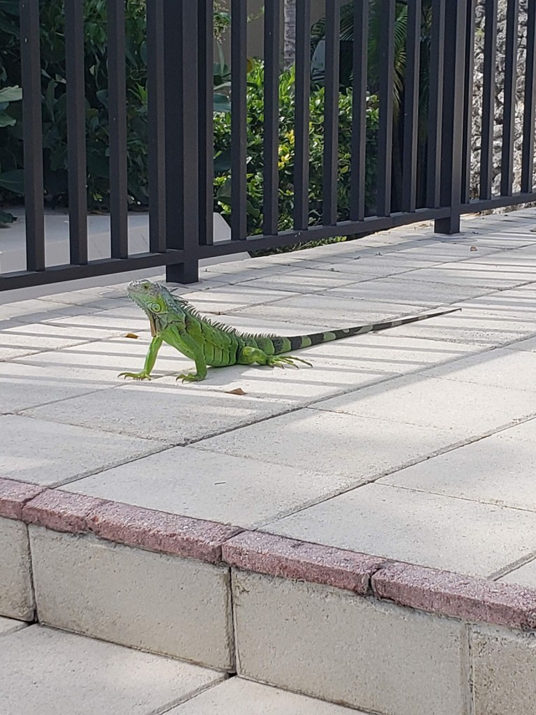 An iguana on a sidewalk