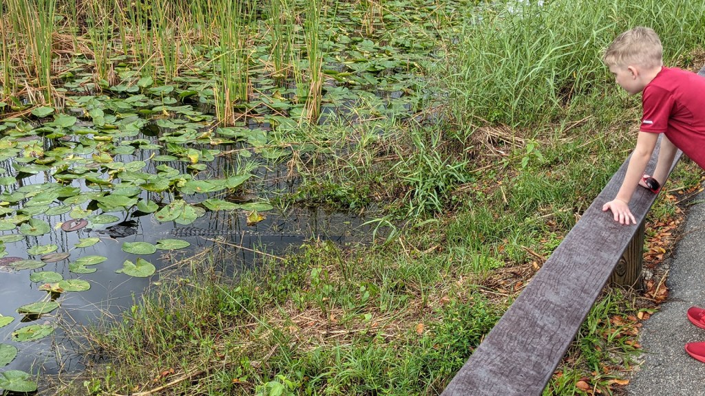 A boy looking at an alligator