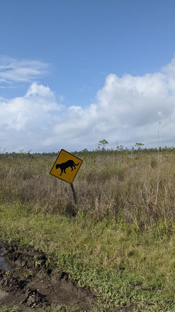 Panther crossing Everglades
