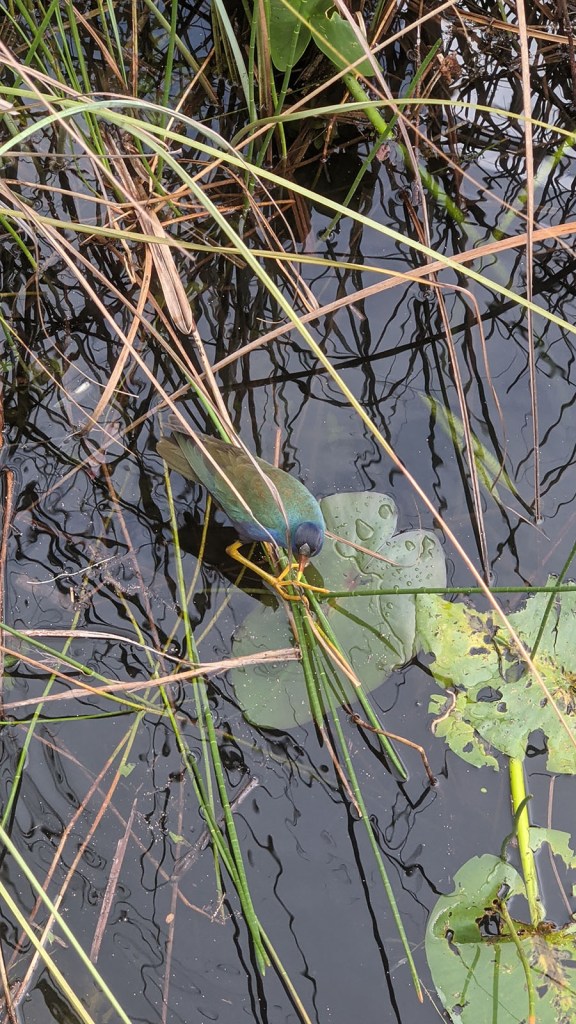 Purple bird on a lily pad