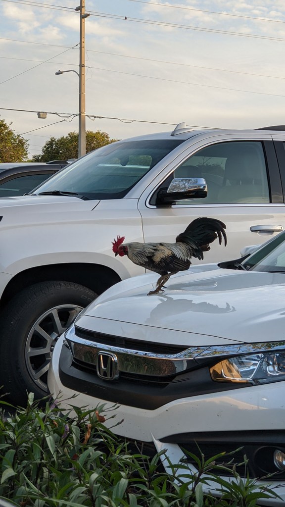 A rooster on a car
