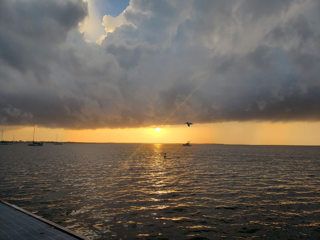 A pelican flies in front of the setting sun