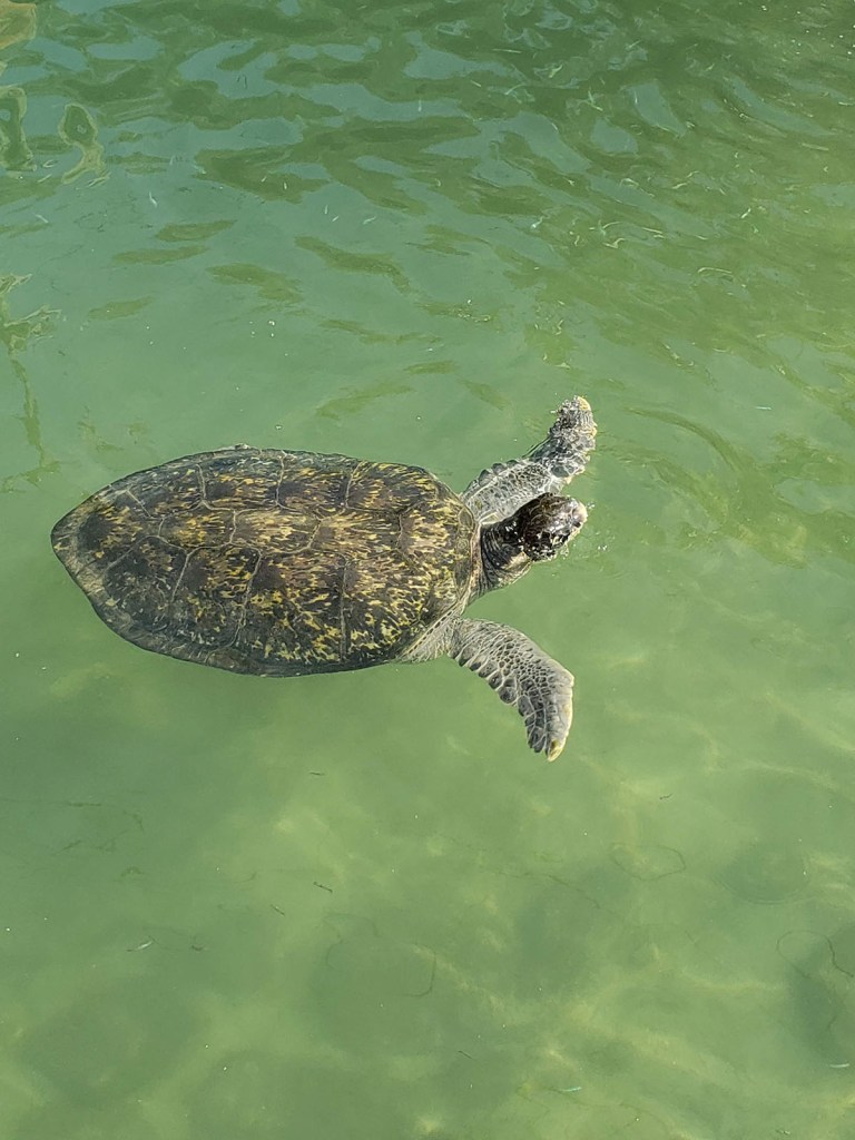 Swimming turtle