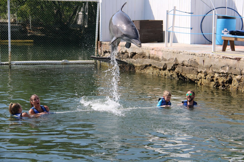 A dolphin jumps over a pipe