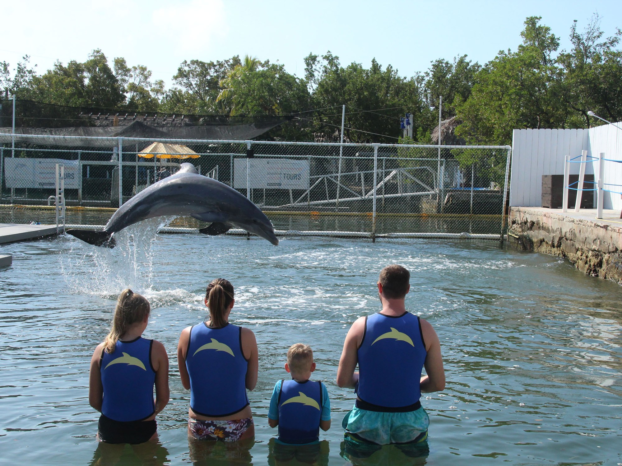 A dolphin jumps for us