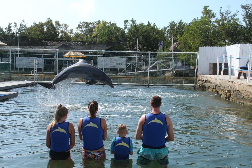 A dolphin jumps for us