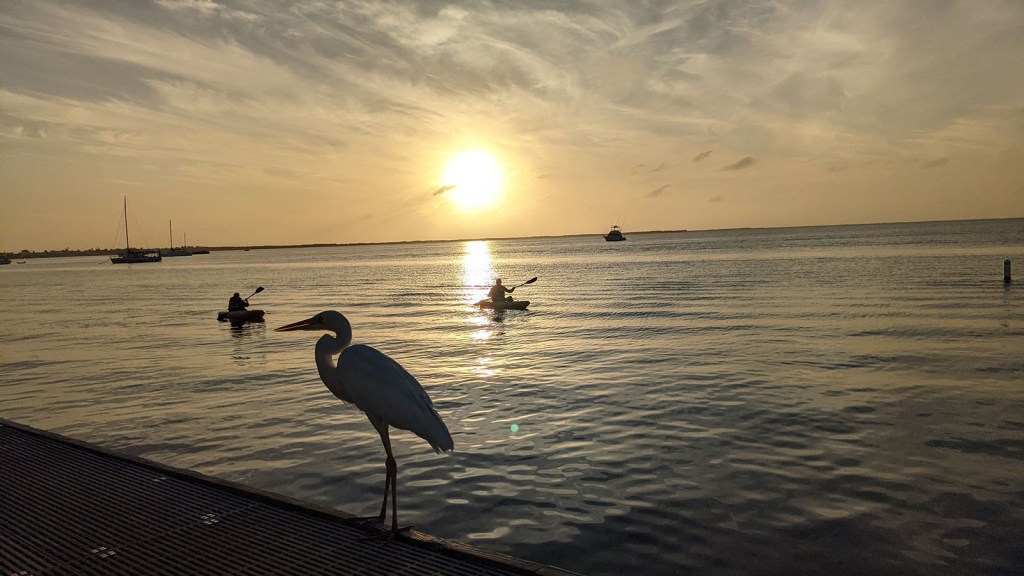 A bird, kayaks, and boats at sunset