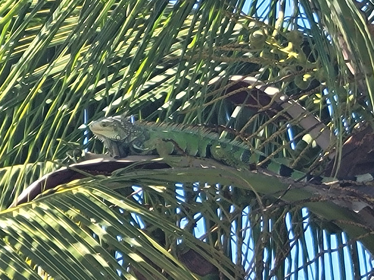 An iguana perched in a palm tree