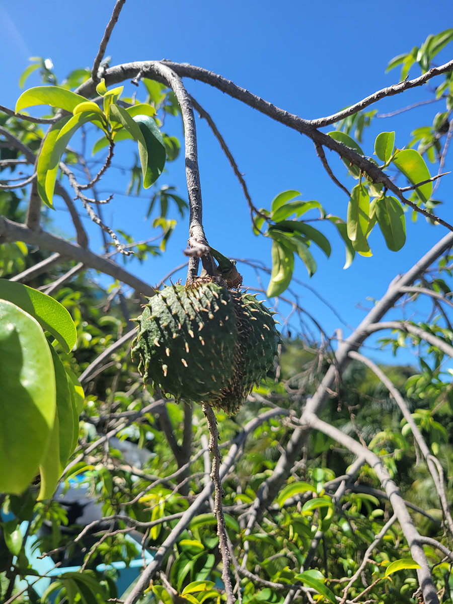 Soursop, a green spikey fruit hanging from a limb