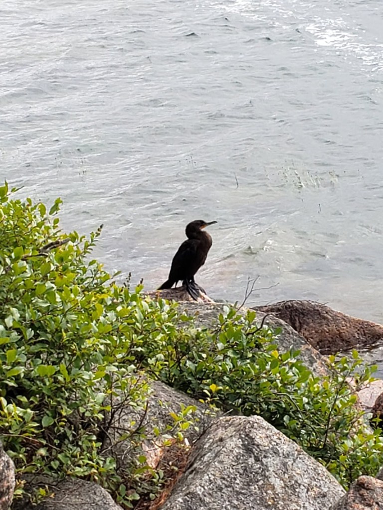 A black bird with webbed feet and perches on a rock on the bank of a pond