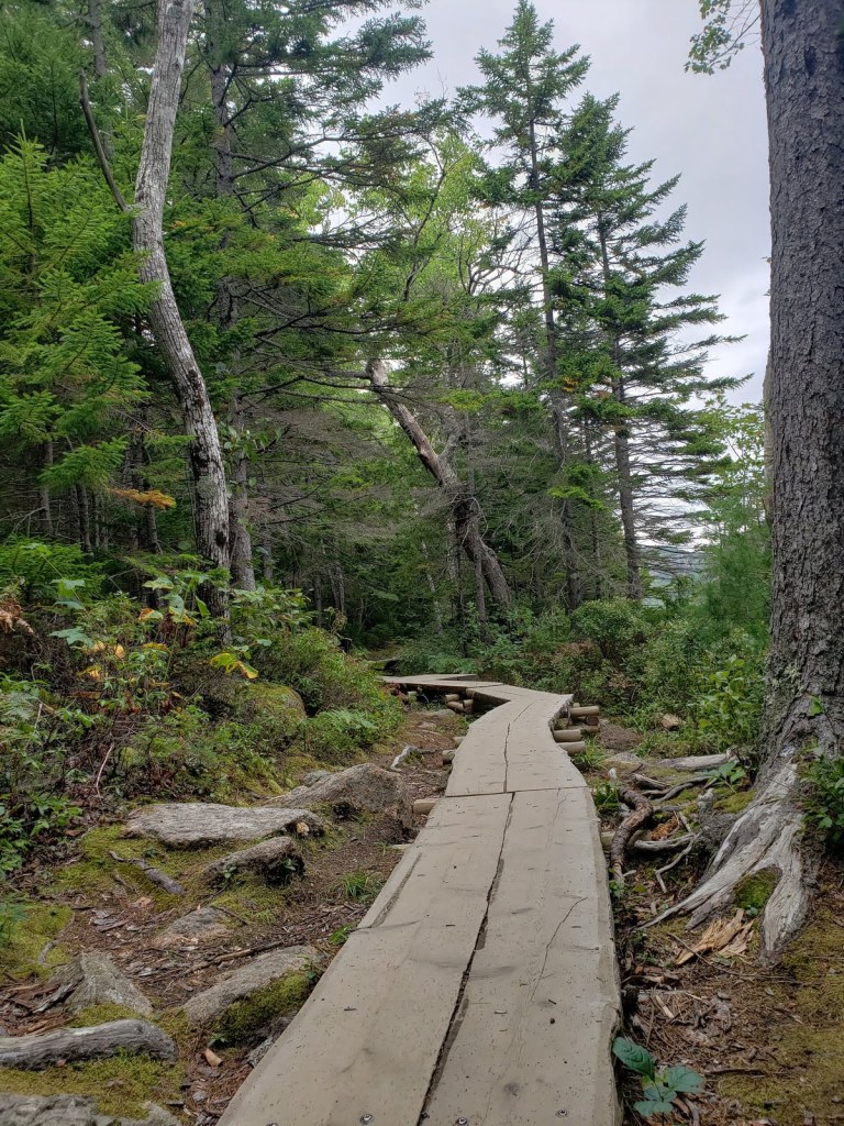 A wooden path two boards wide snakes through the forest