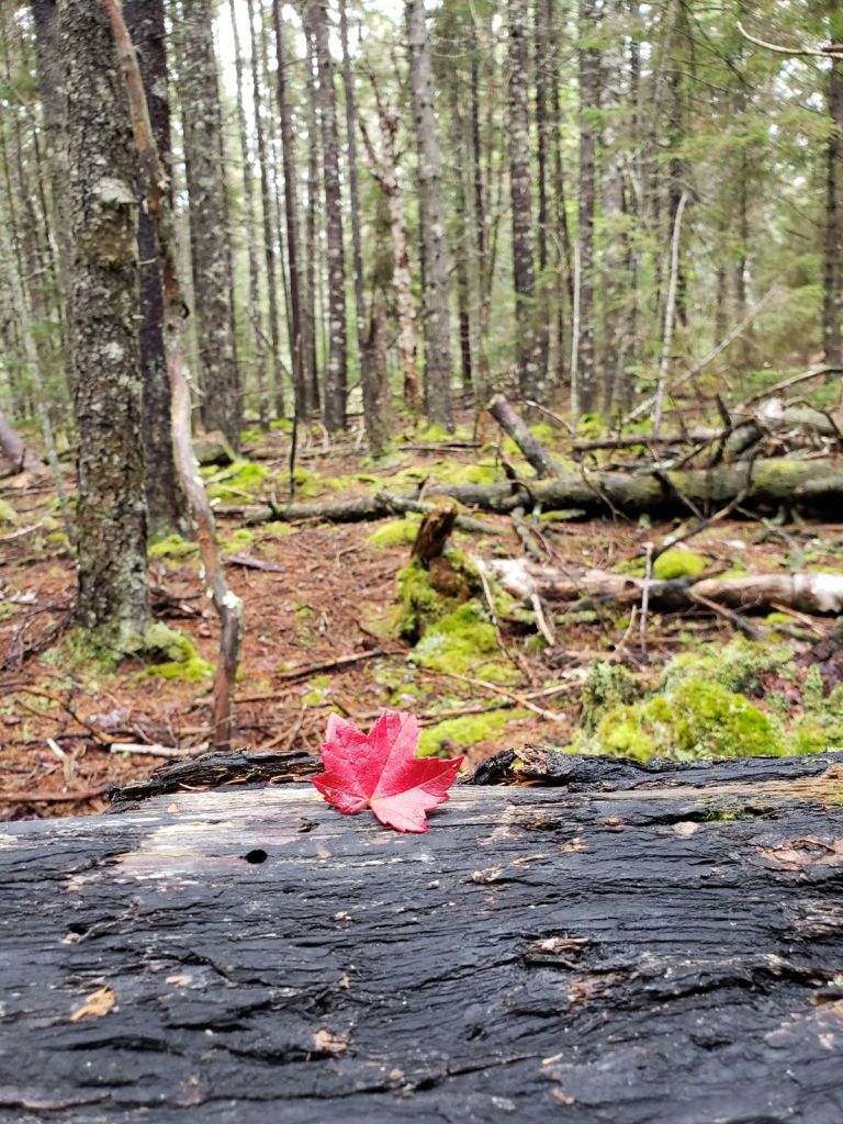 A bright red leaf sits on a dark log with a forest of moss and pine trees behind
