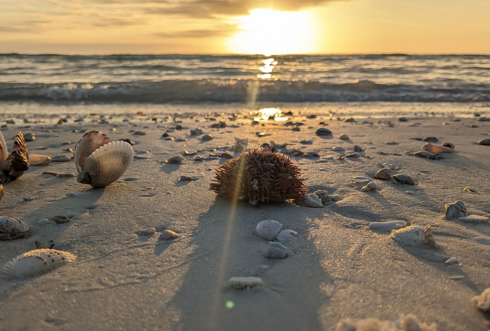 The sun setting over the ocean with colorful sea shells and a sea urchin planted in the sand