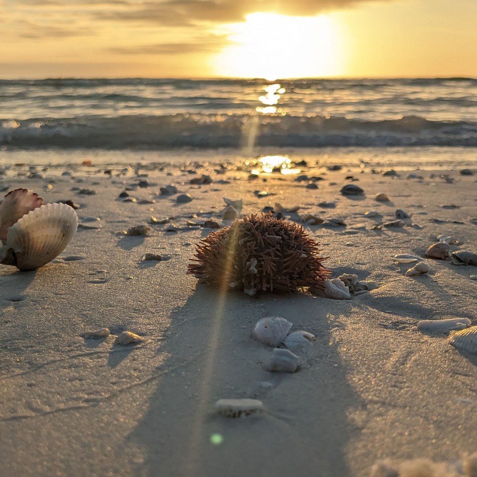 The sun setting over the ocean with colorful sea shells and a sea urchin planted in the sand