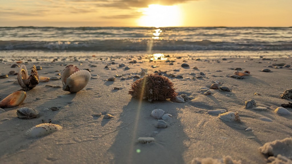 The sun setting over the ocean with colorful sea shells and a sea urchin planted in the sand