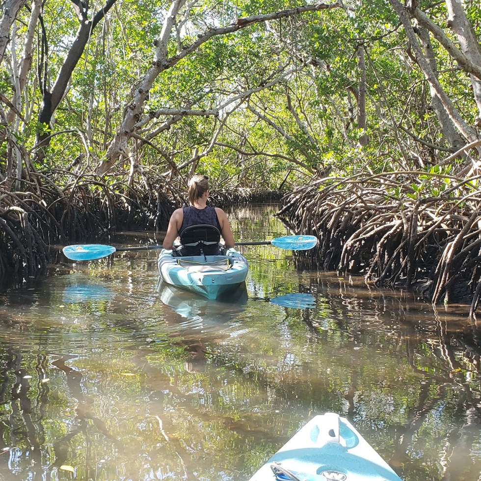 A woman in a blue kayak coasts through mangrove roots and a canopy of leaves above.