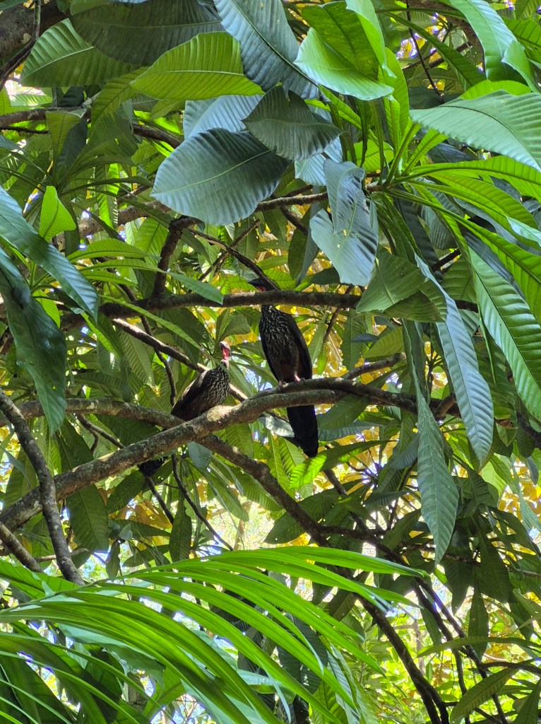 Some interesting birds sit, perched in a tree near the brewery.