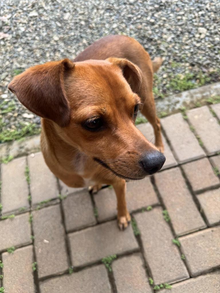 The dog we named Burrito