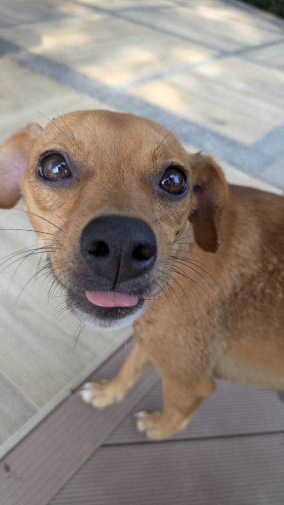 Doggy with tounge out.