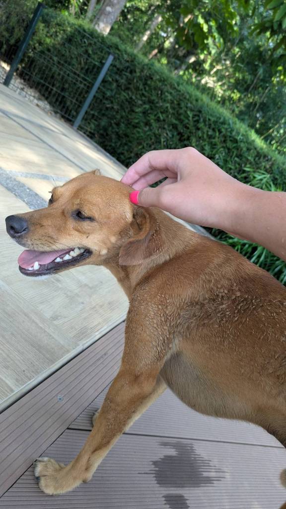 Doggy happy to get pets