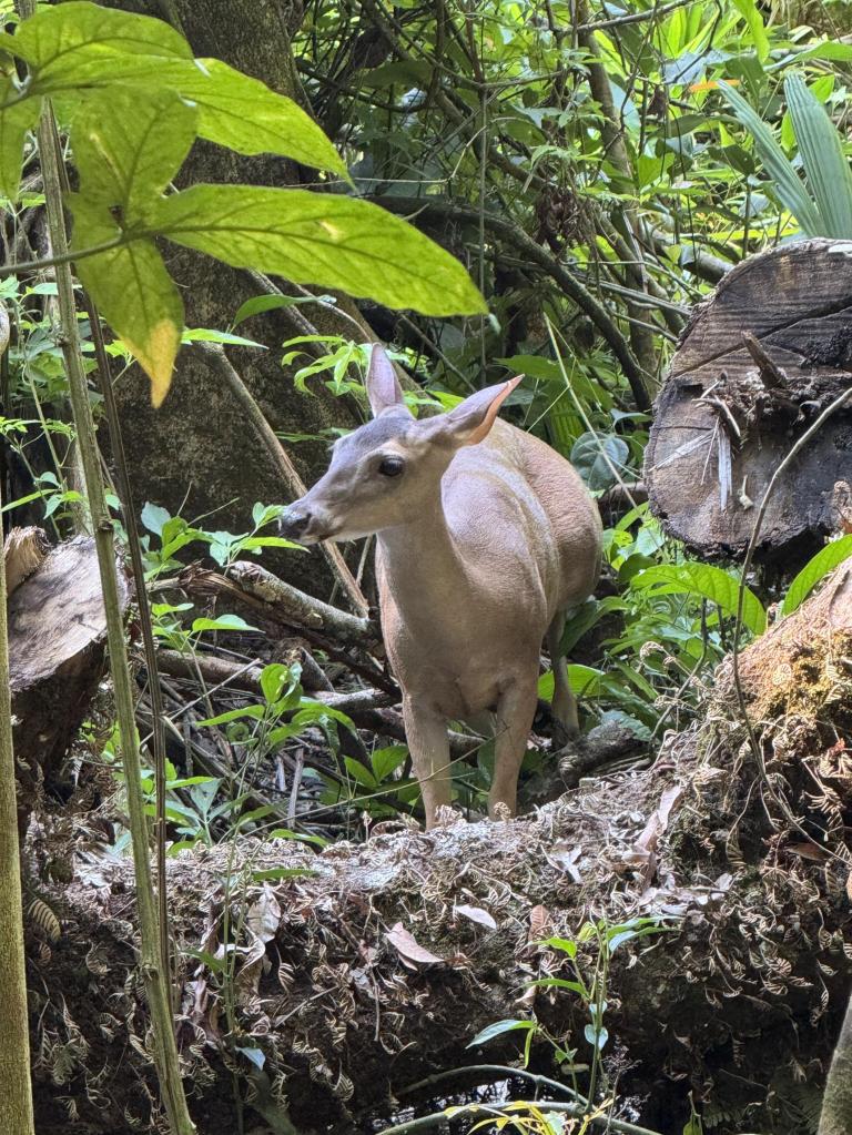 A deer in the jungle