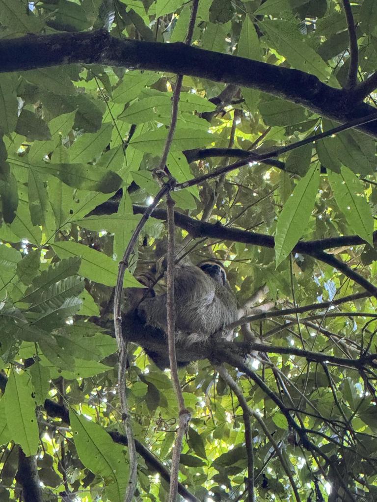 A sloth sitting on a branch among green leaves in a tree