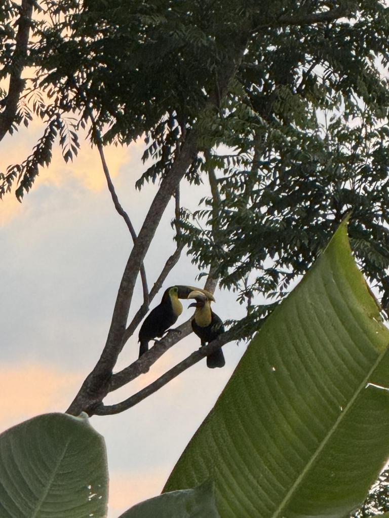 Two toucans sit in a tree