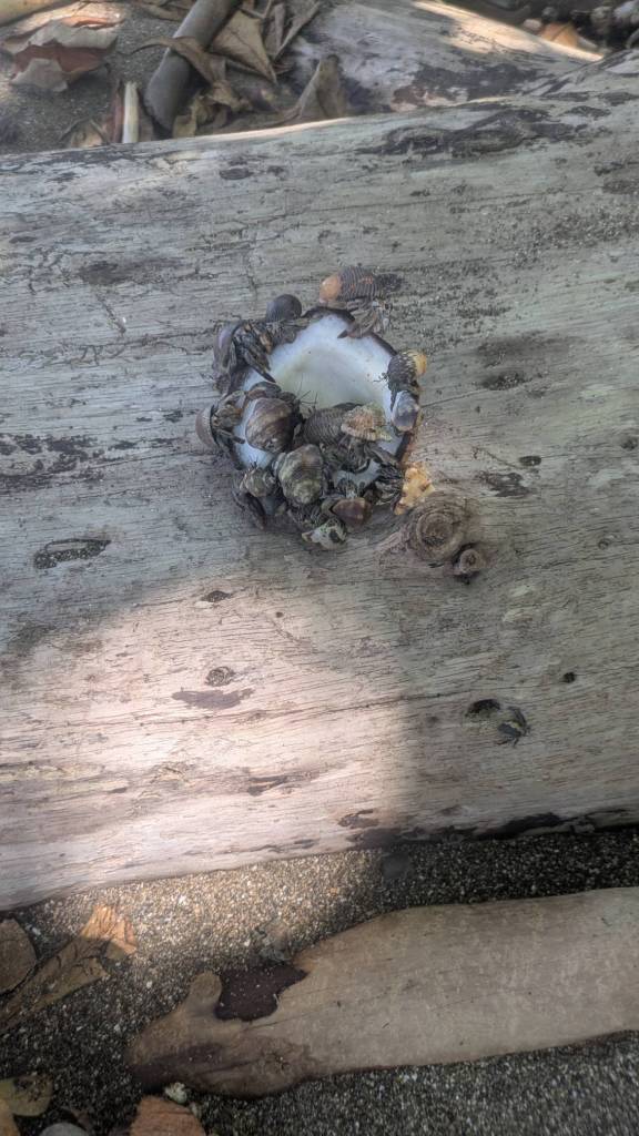Crabs devouring a coconut on a log