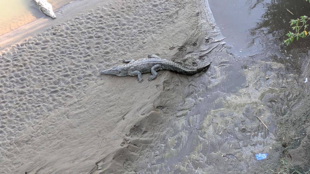 Crocodile in the mud from above