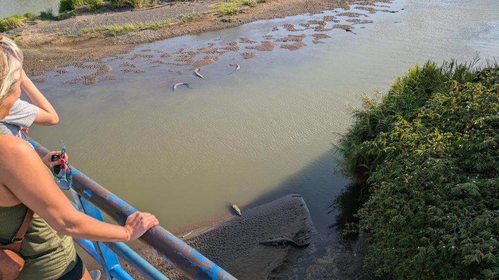 Six crocodiles in the water and sand from a blue bridge above