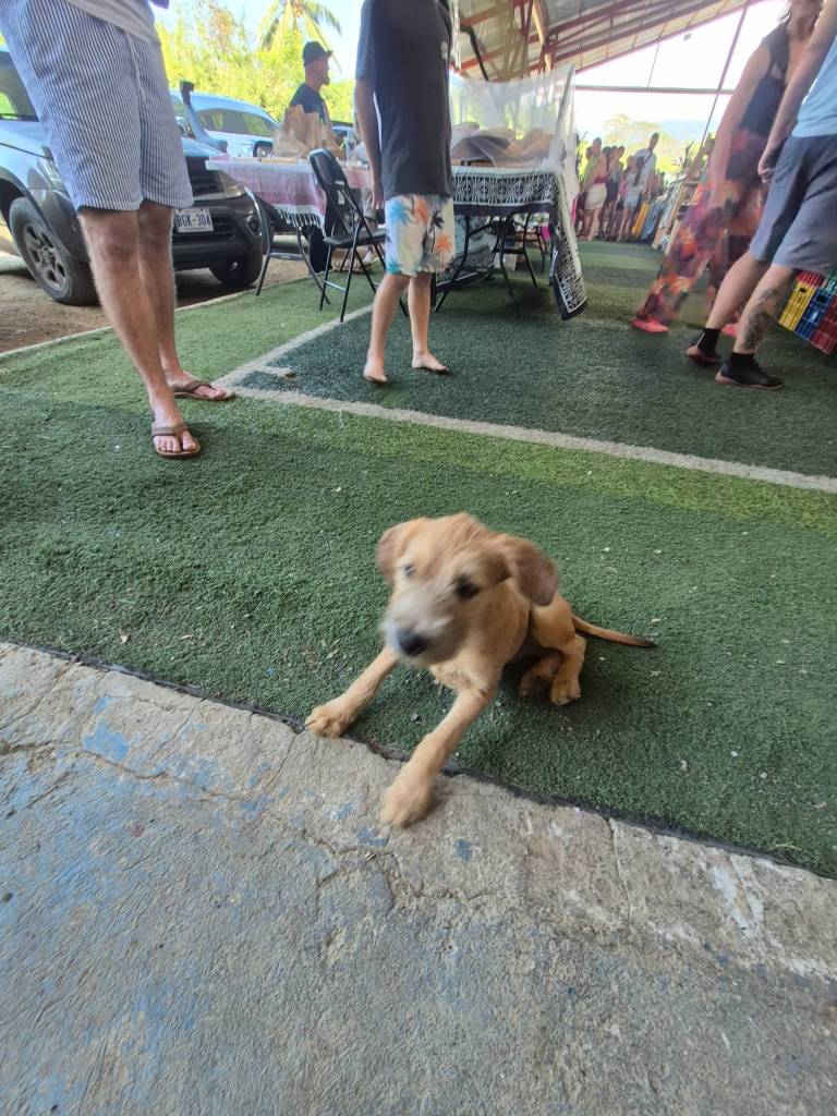 A doggy at the farmers market