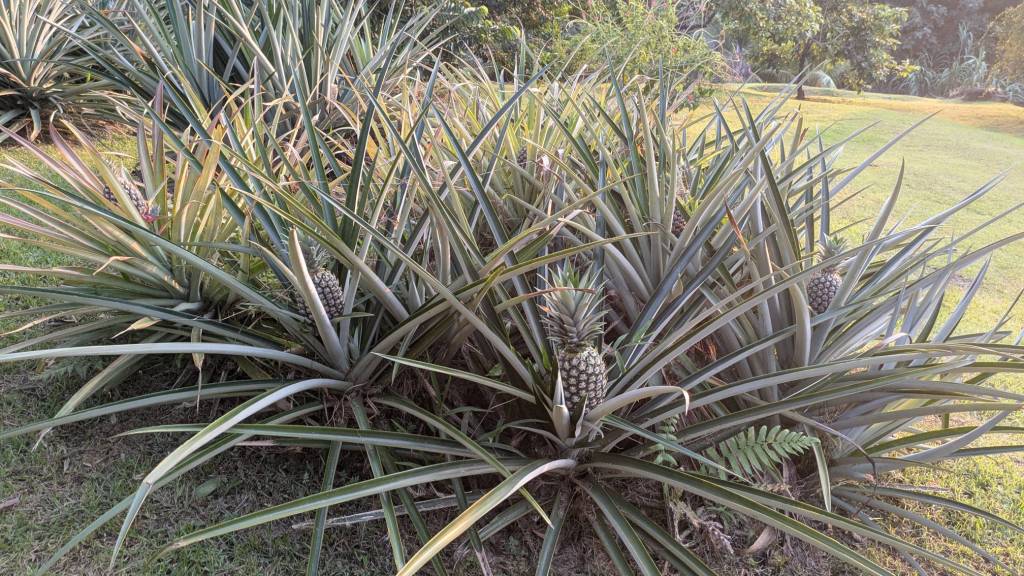Pineapple plants at the restaurant.