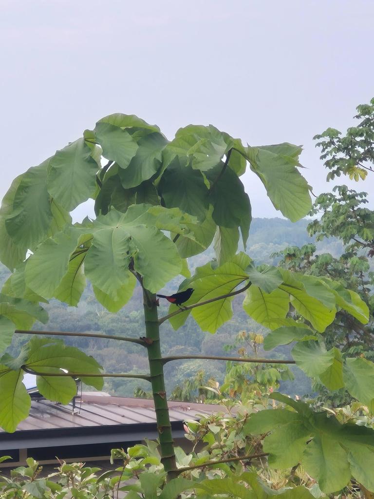Beautiful bird in a tree