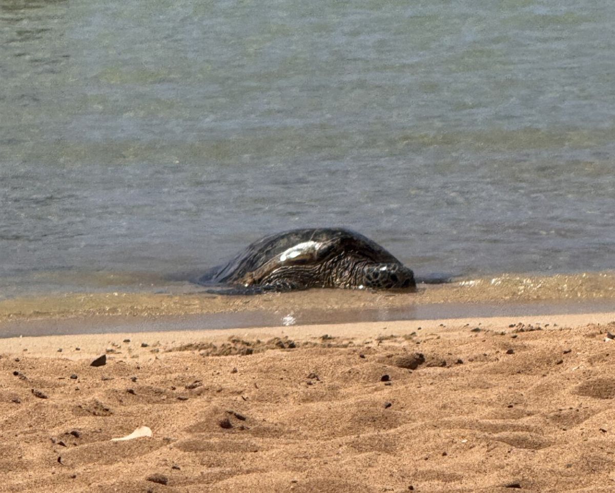 A green sea turtle approaches land as the sun reflects off his wet shell.