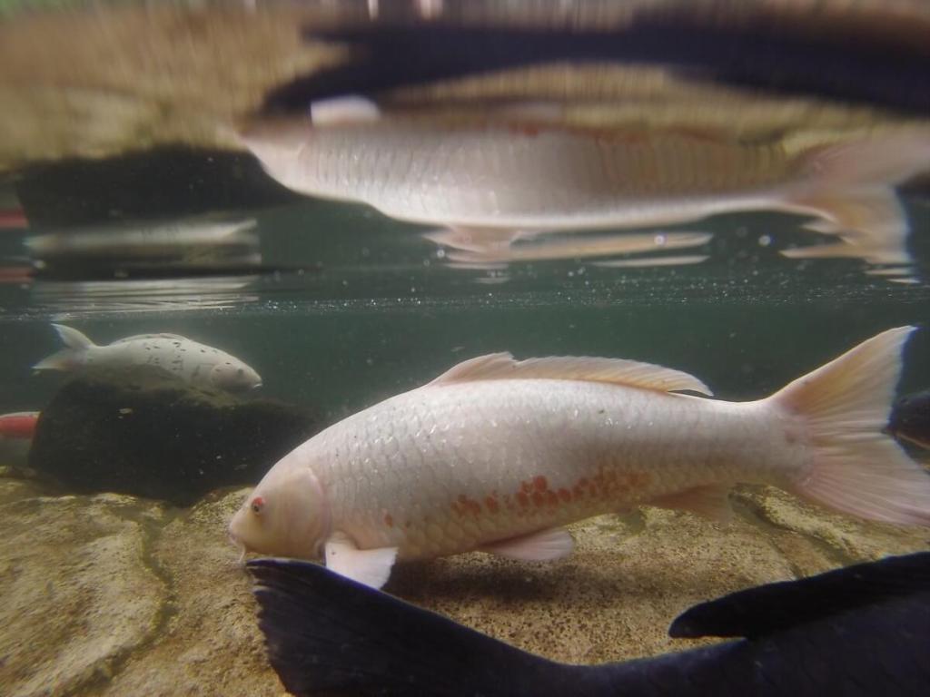 Fish in the coy pond at the Westin